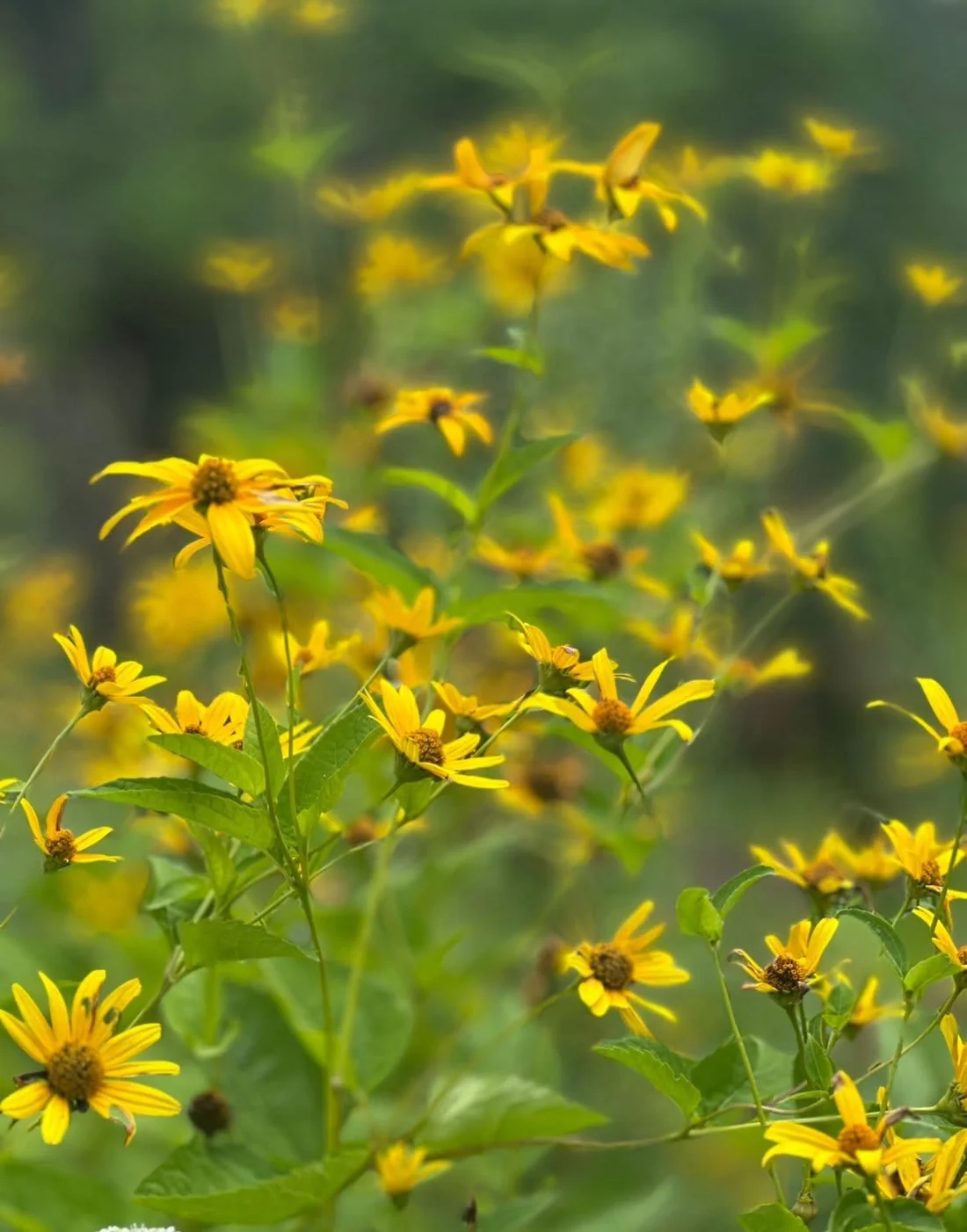 Yellow wildflowers against a softly blurred green meadow