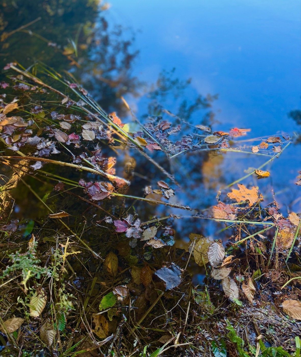 Autumn leaves floating on blue water with reflections of surrounding trees