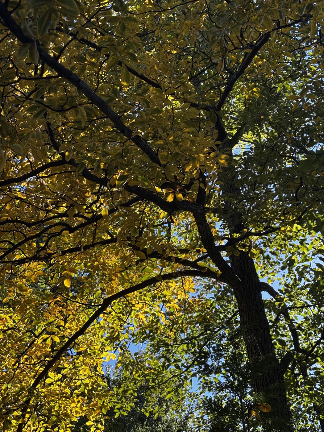 Sunlight through golden leaves and branches of a mature tree