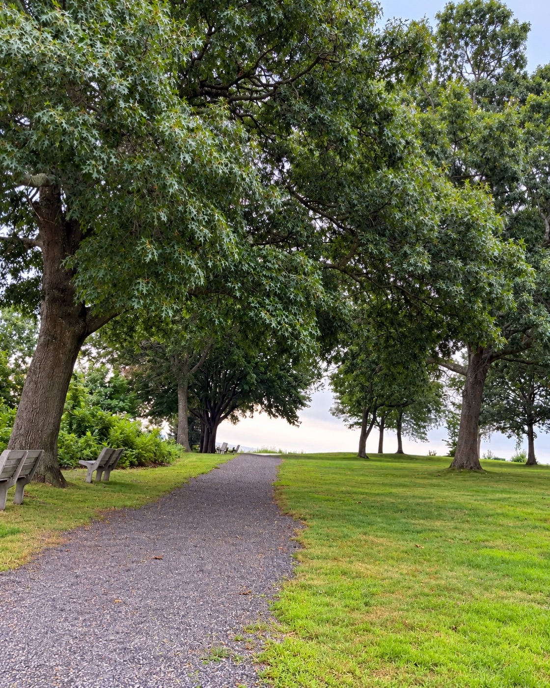 A quiet path between mature trees beside an open lawn