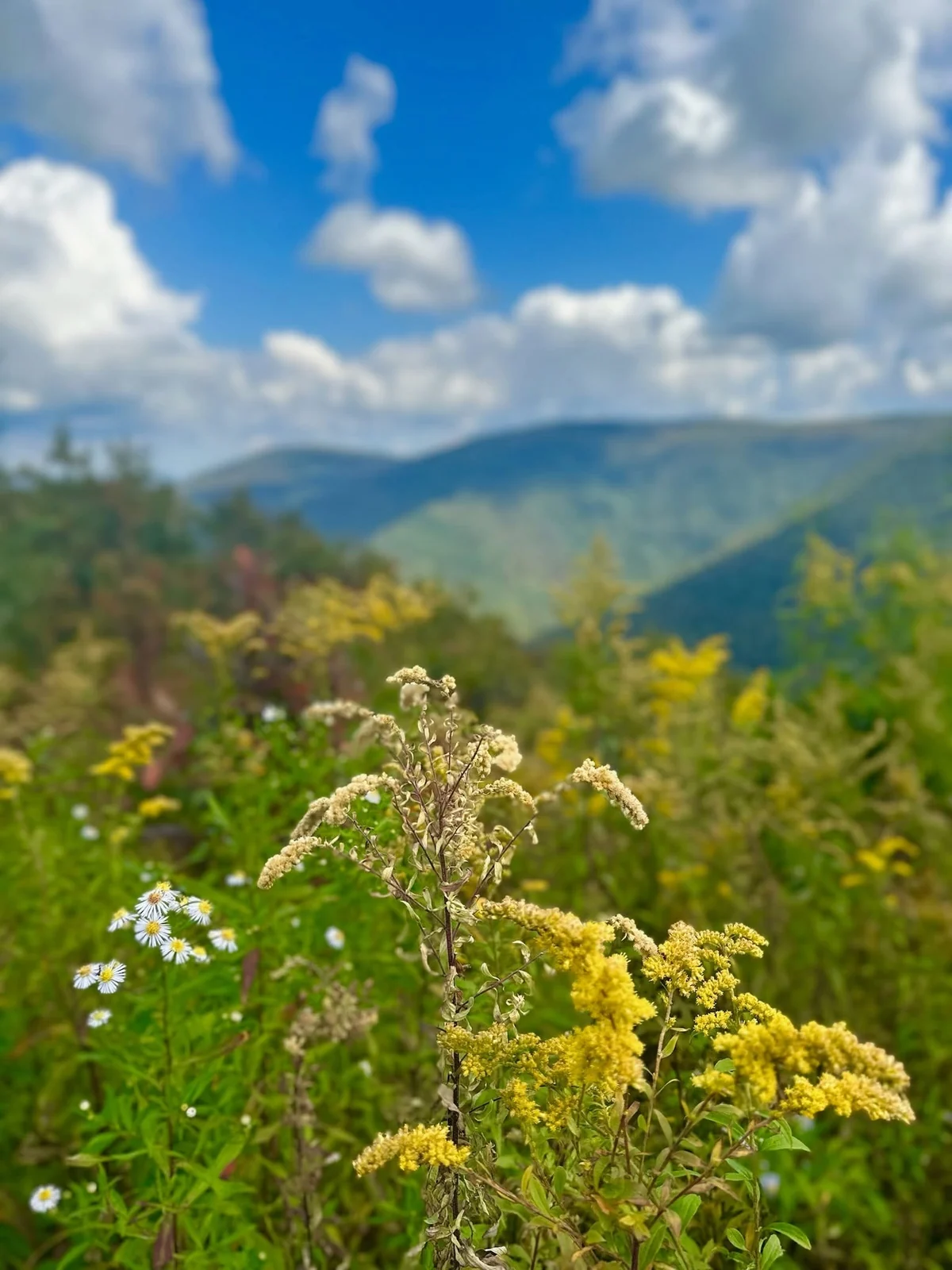 Yellow and white wildflowers in a mountain meadow beneath a blue sky